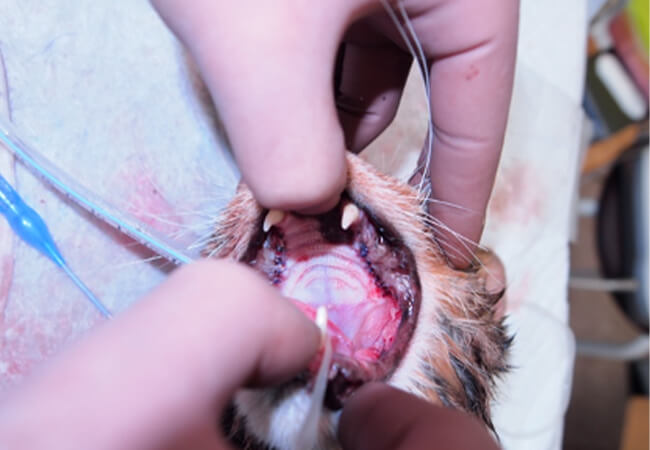 猫の歯肉口内炎（術後）